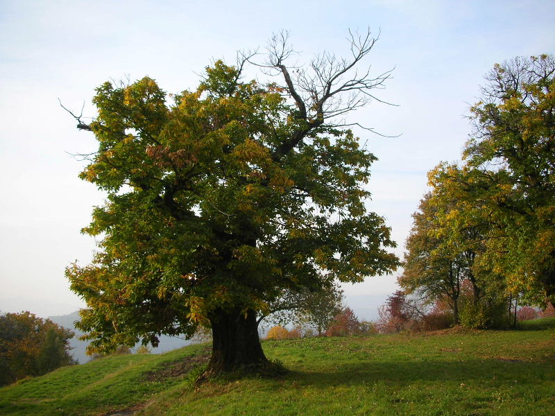 Castanea Sativa versione autunnale